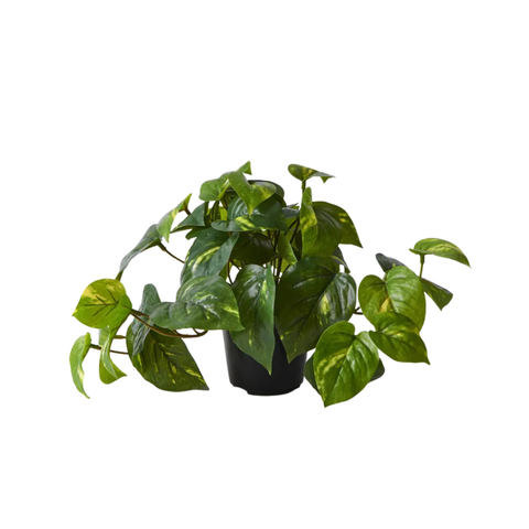 Pothos in Pot