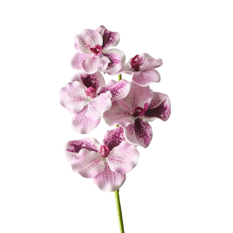 Vanda Orchid - Lavender