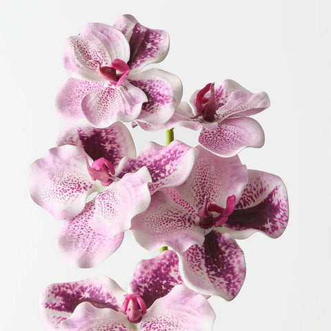 Vanda Orchid - Lavender