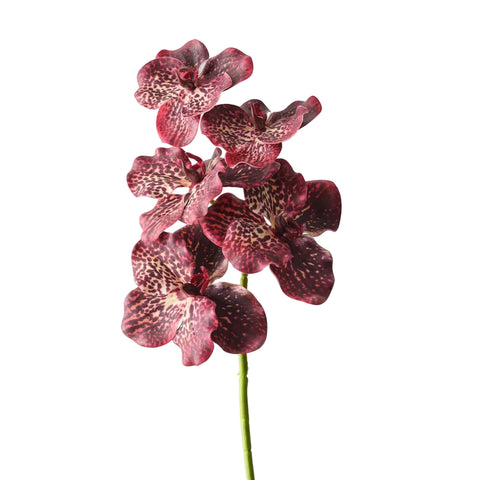 Vanda Orchid - Burgundy