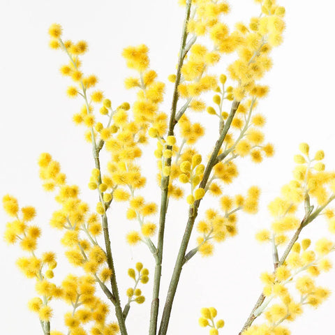 Wattle Spray