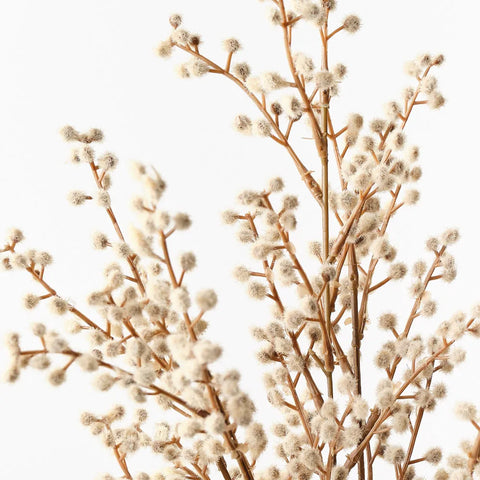 Wattle Bush - Natural