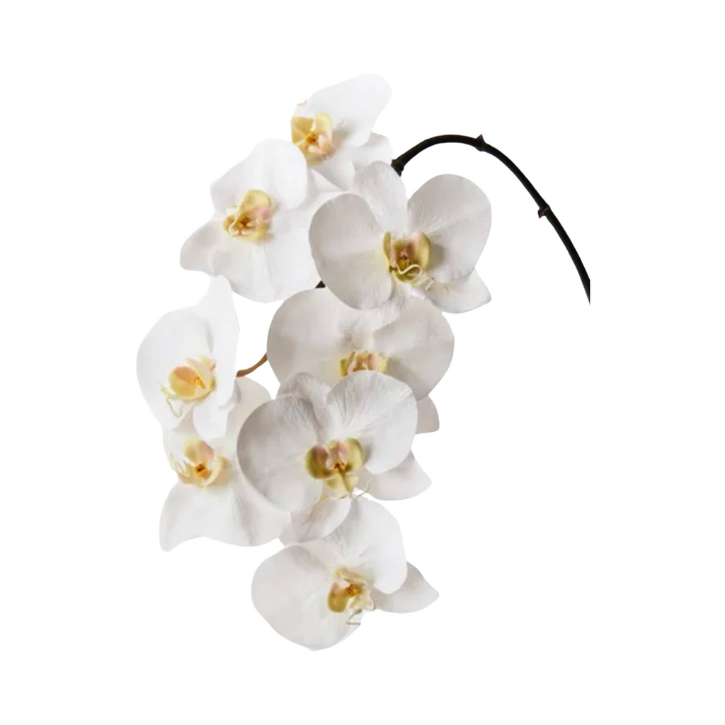 Orchid - Large White