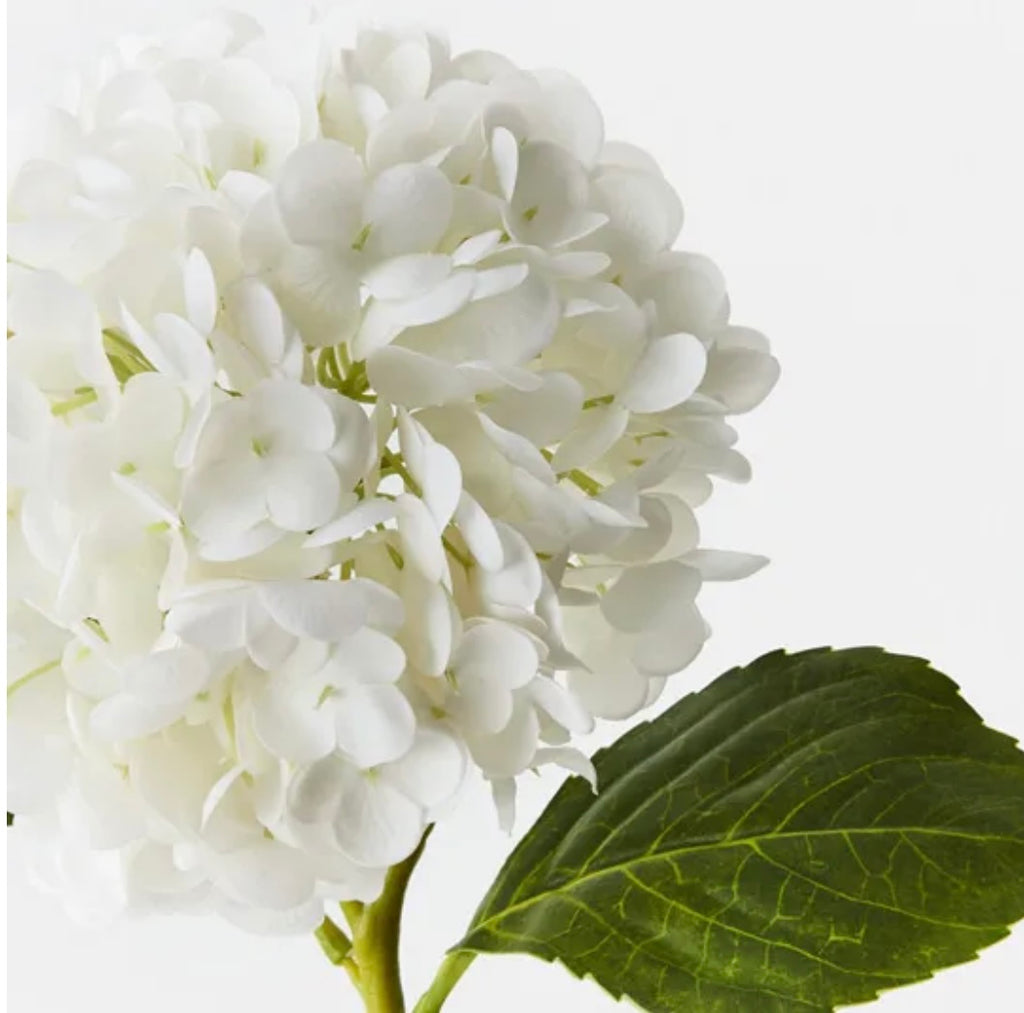 Hydrangea - Winter White