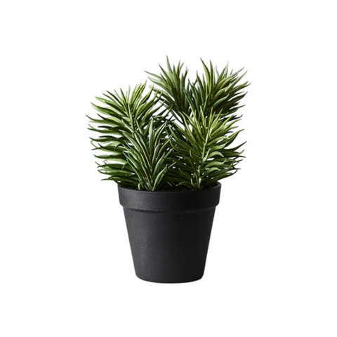 Succulent Senecio in Pot