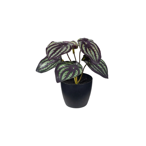 Peperomia in Pot
