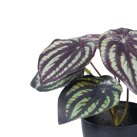 Peperomia in Pot