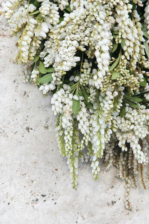 Little Bells by Tash Carah - Oak Frame