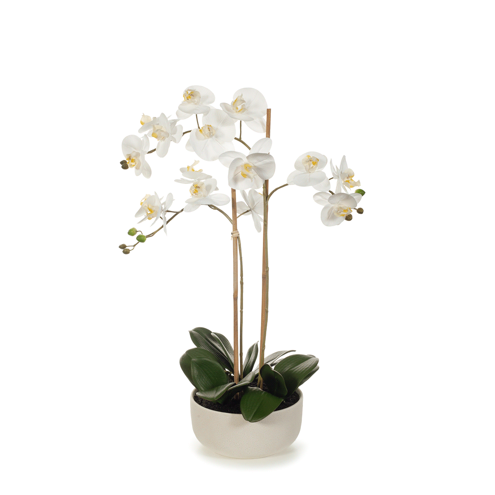 Orchid Phalaenopsis in Bowl 64cm