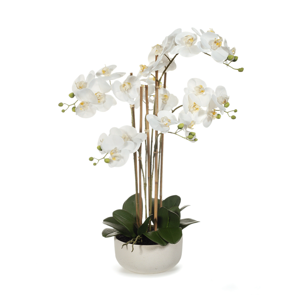 Orchid Phalaenopsis in Bowl 71cm