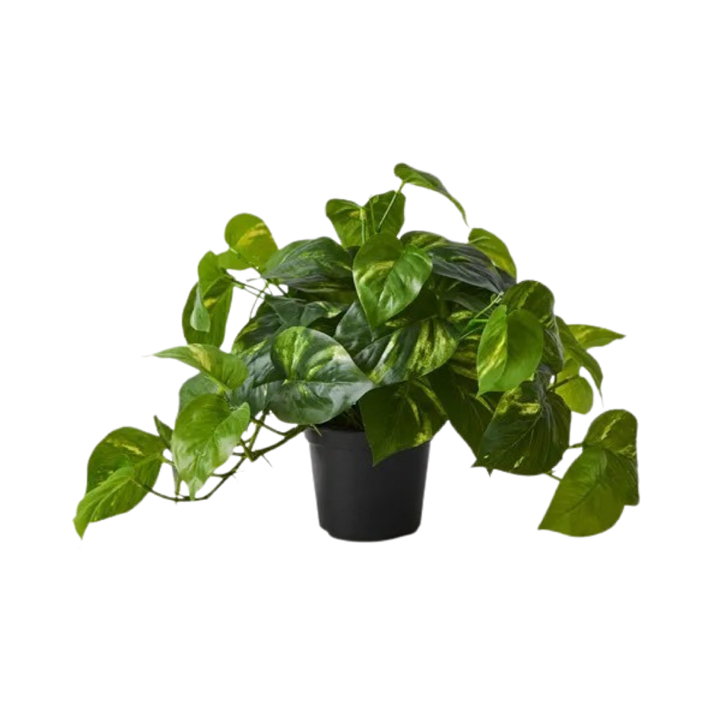 Pothos Hanging Bush in Pot
