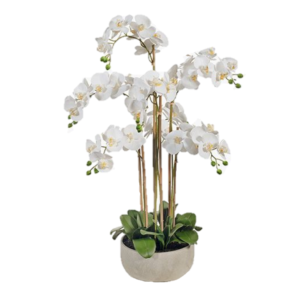 Orchid Phalaenopsis in Bowl 100cm