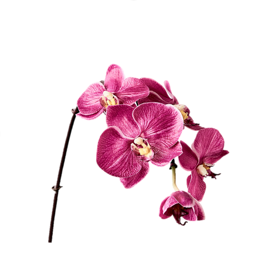 Orchid - Fuschia mini