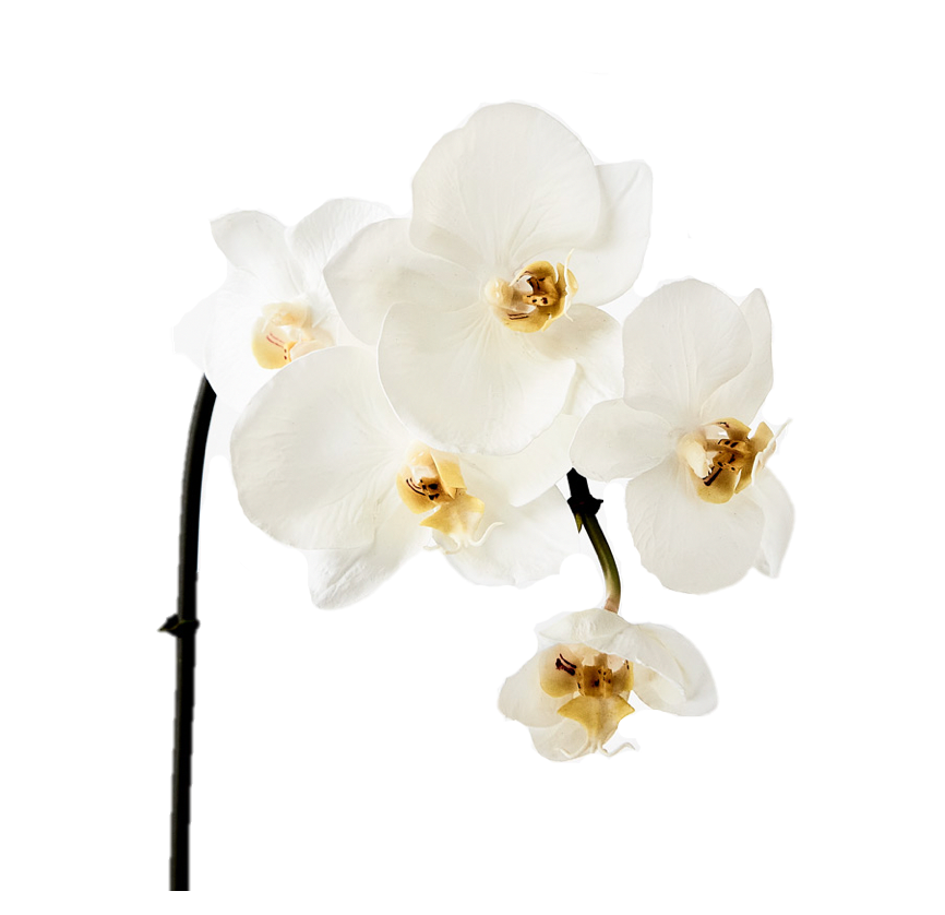 Orchid - White mini
