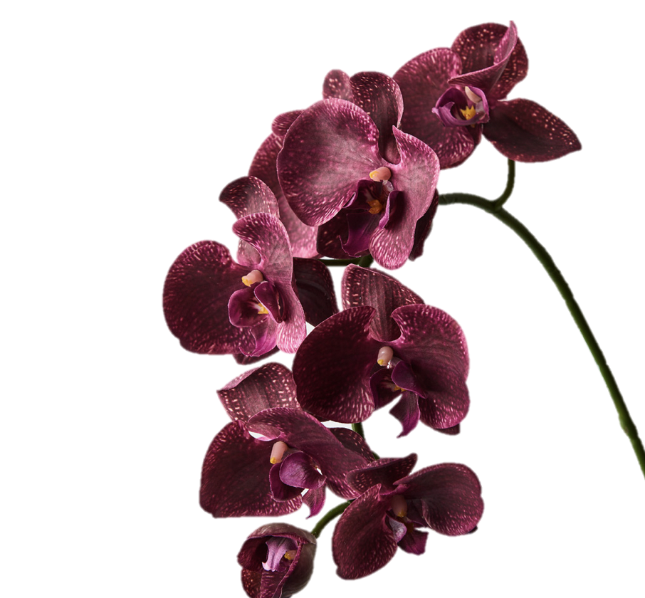 Orchid - Burgundy