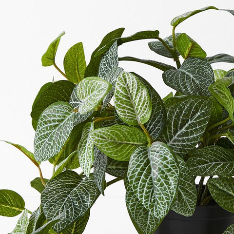 Fittonia Hanging Bush in Pot - 52cm