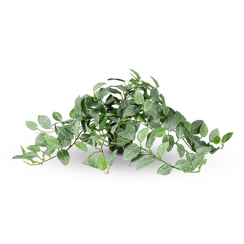 Fittonia Hanging Bush in Pot - 52cm