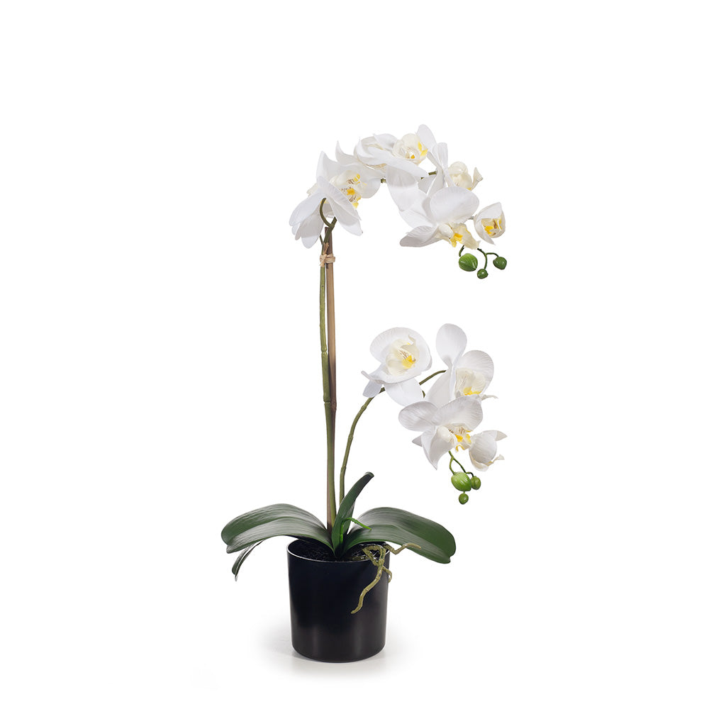 Orchid Phalaenopsis in Pot 55cm