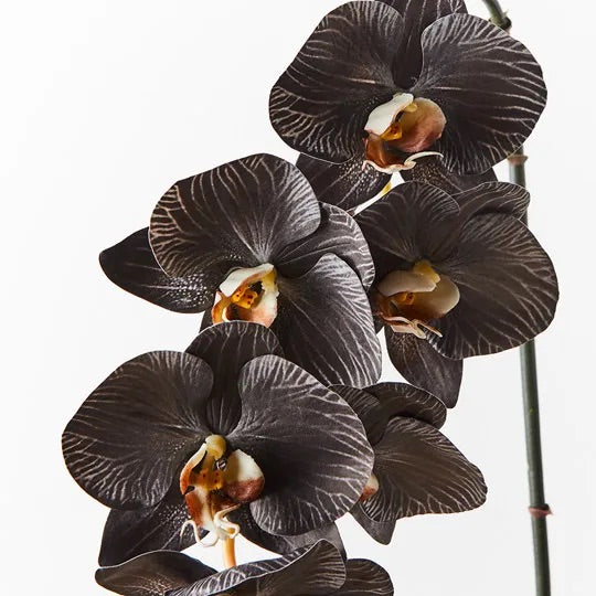 Orchid - Mini Black