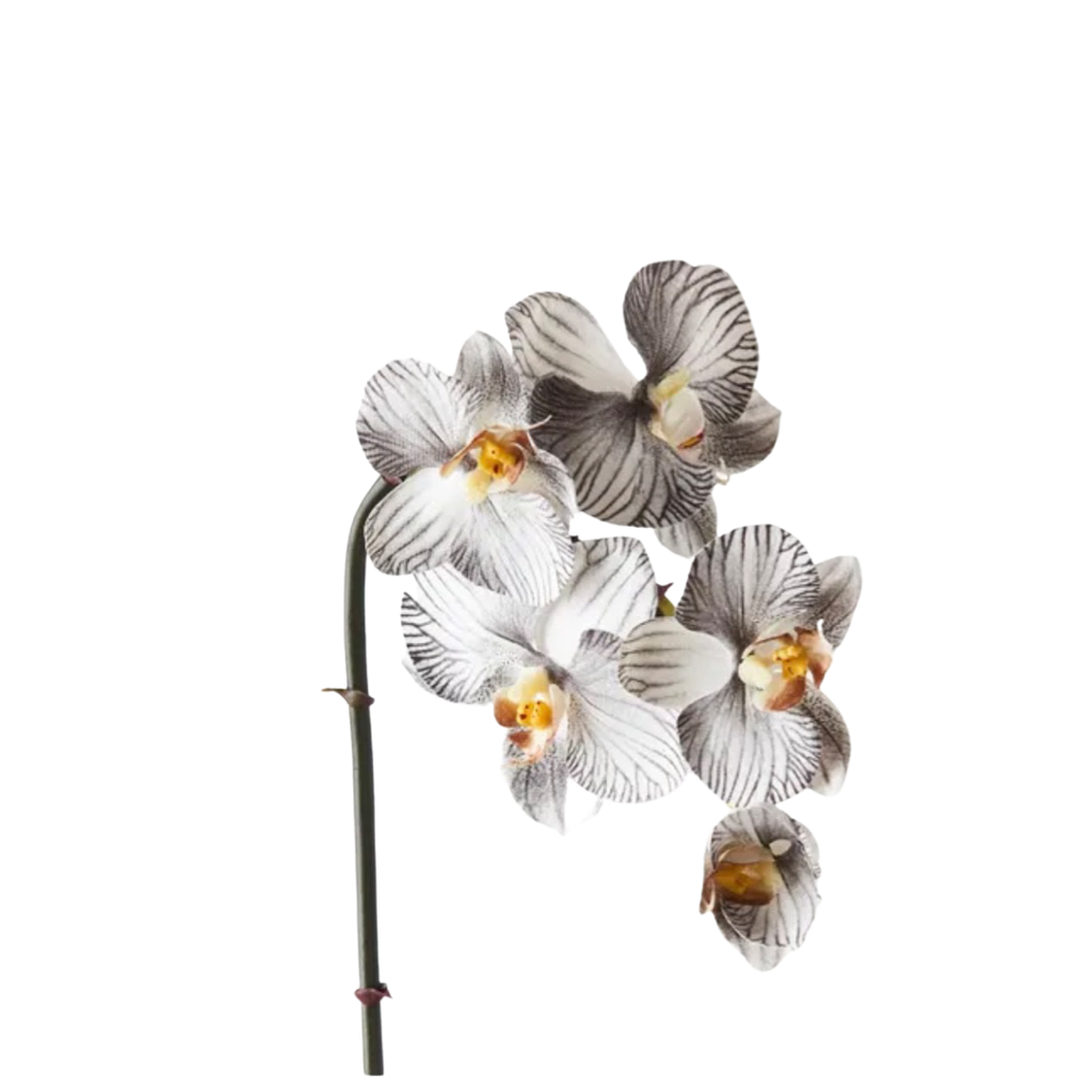 Orchid - Black/ White Mini