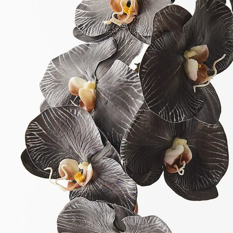 Orchid - Black