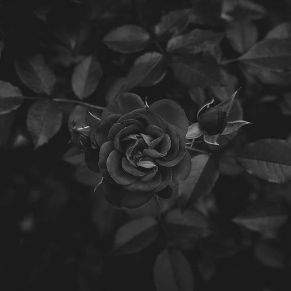 Lumira - Perfume Oil - Persian Rose