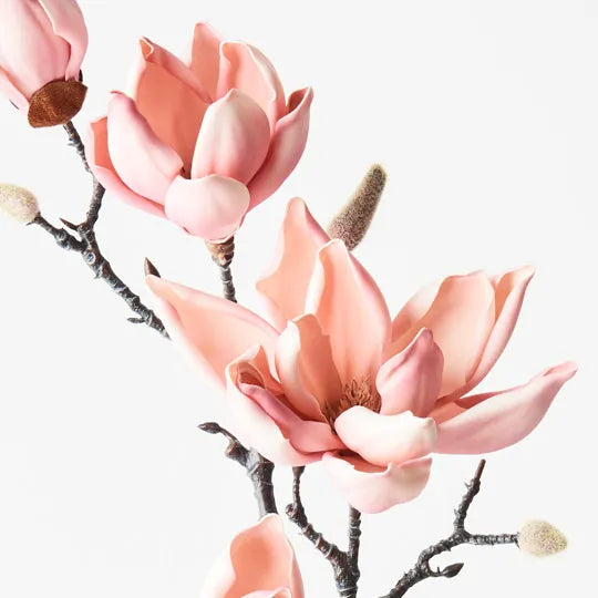 Magnolia Japanese Spray - Pink
