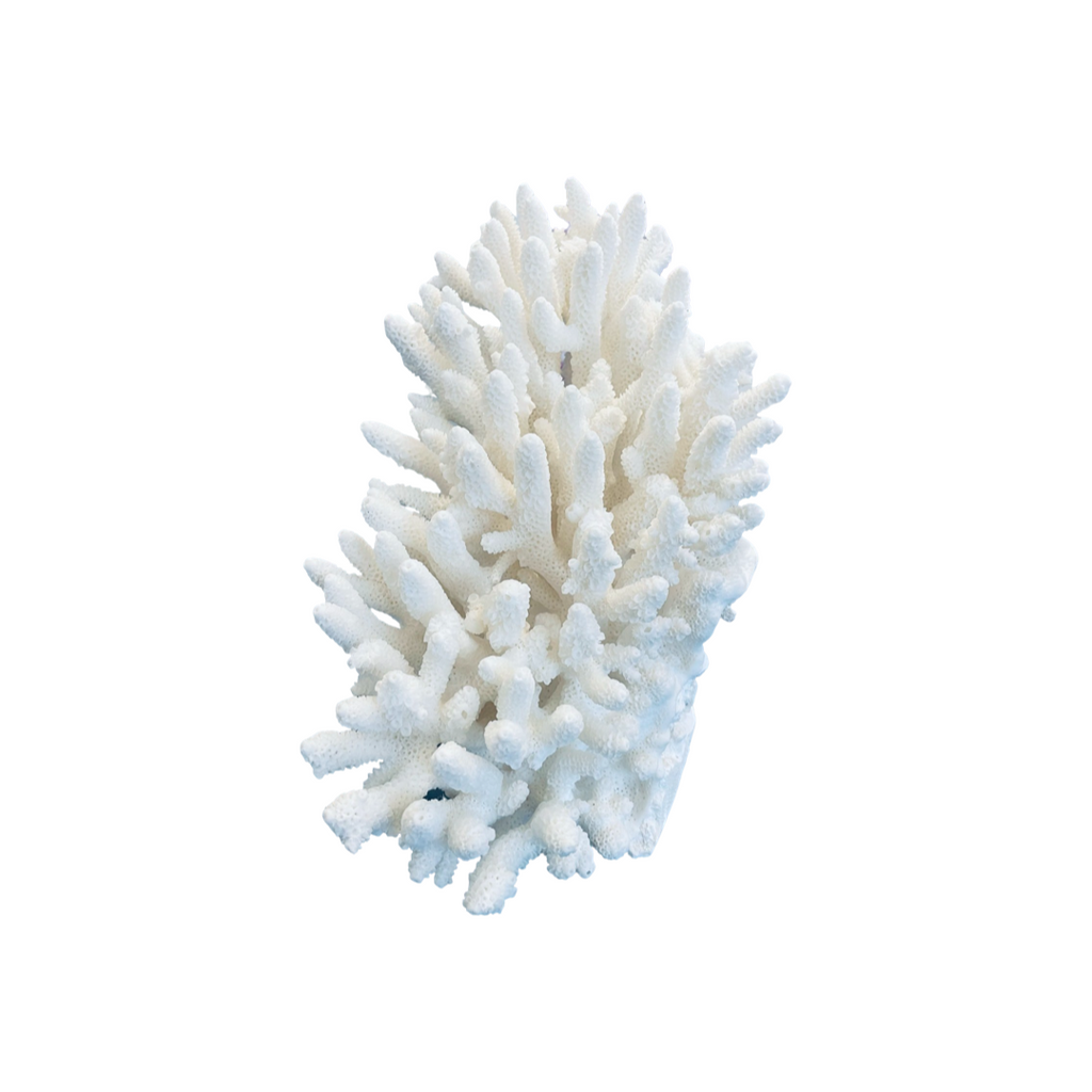 Upright Finger Coral