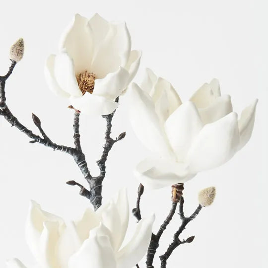 Magnolia Japanese Spray - White