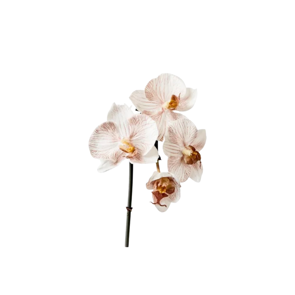 Orchid - Latte mini