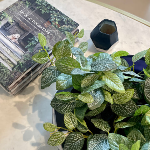 Fittonia Hanging Bush in Pot - 52cm