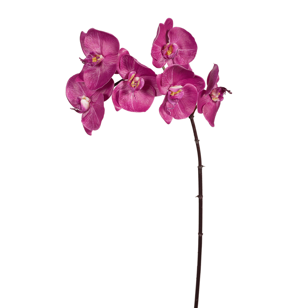 Orchid - Fuschia
